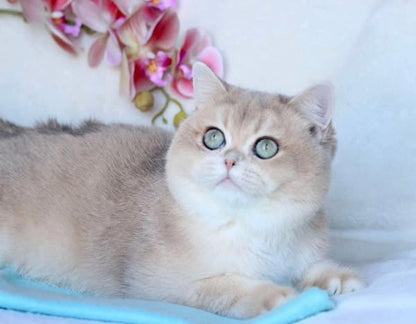 British Shorthair