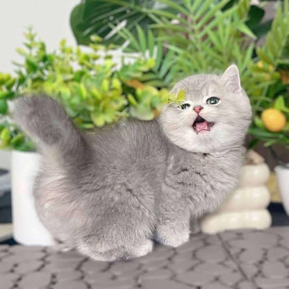 British Shorthair
