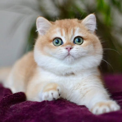 British Shorthair