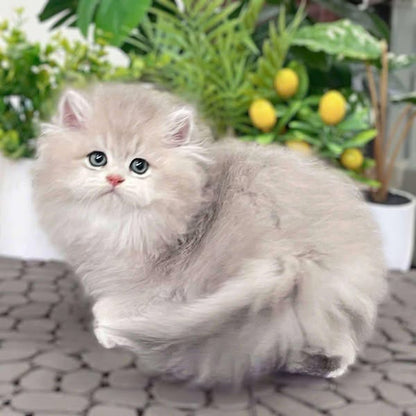 British Longhair