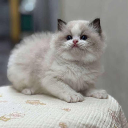 Ragdoll