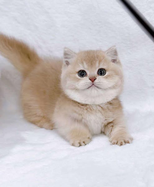 Munchkin
