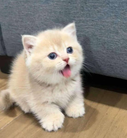Munchkin