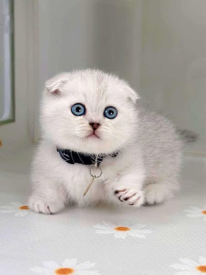 Munchkin Fold
