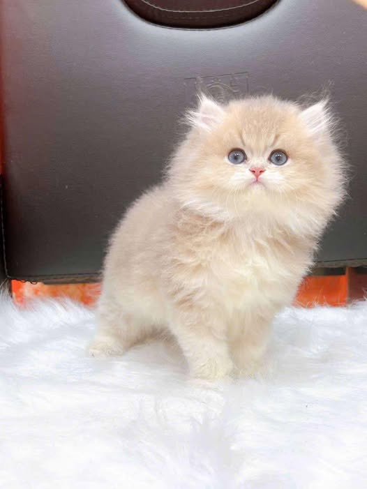 British Longhair