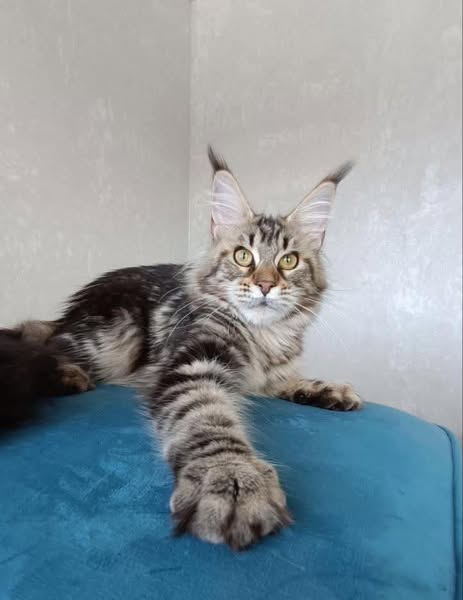 Maine Coon