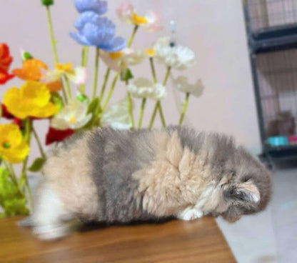 British Longhair