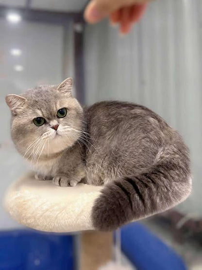 Munchkin