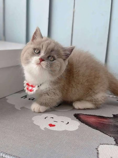 Munchkin