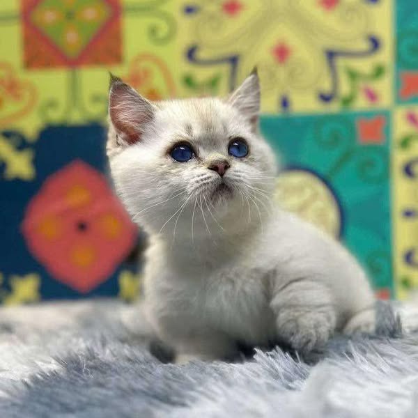 Munchkin