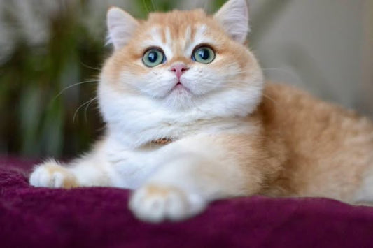 British Shorthair