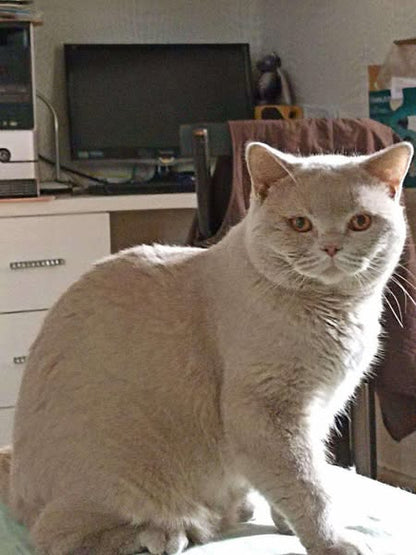 British Shorthair