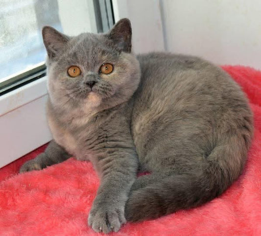 British Shorthair