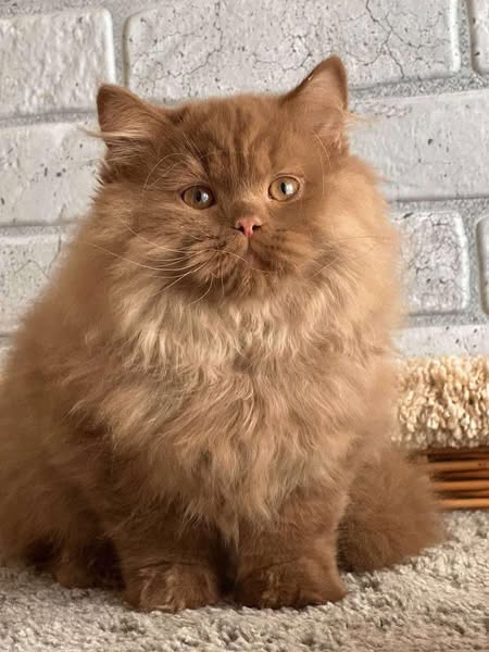 British Longhair