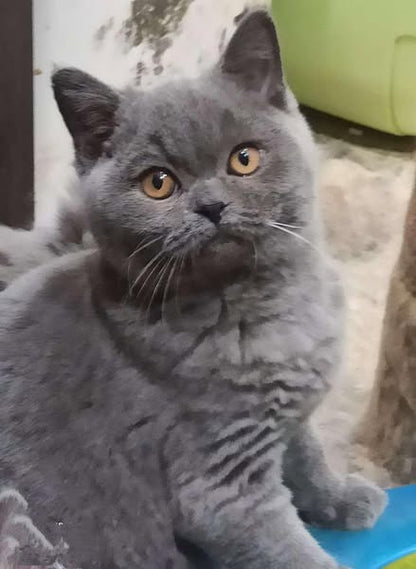 British Shorthair