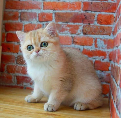 Munchkin