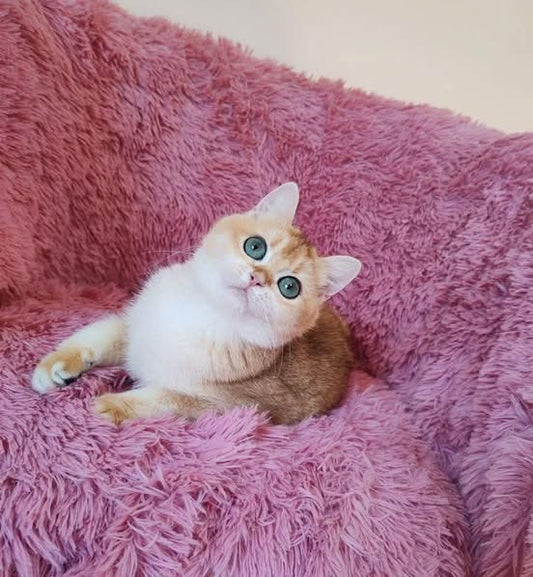 Munchkin