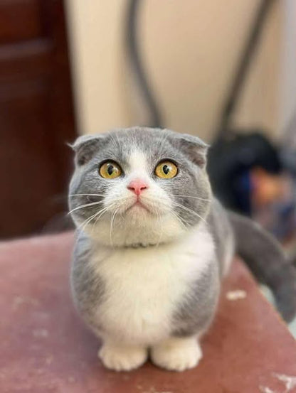 Munchkin Fold