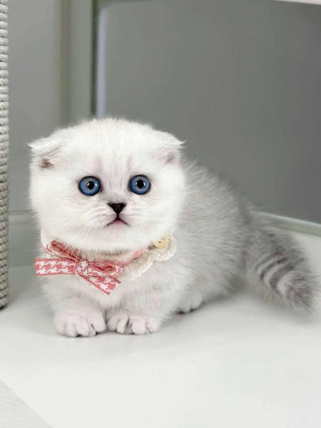 Munchkin Fold