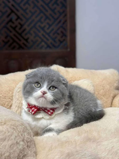 Scottish Fold