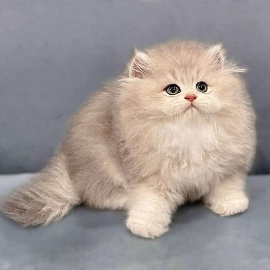 British Longhair