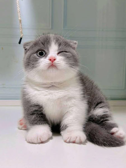 Munchkin Fold