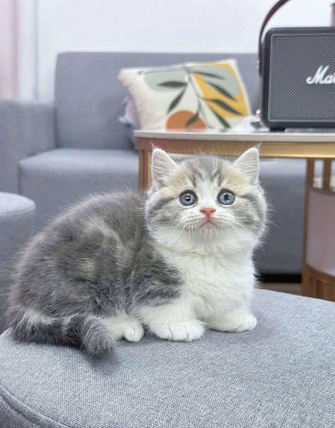 Munchkin