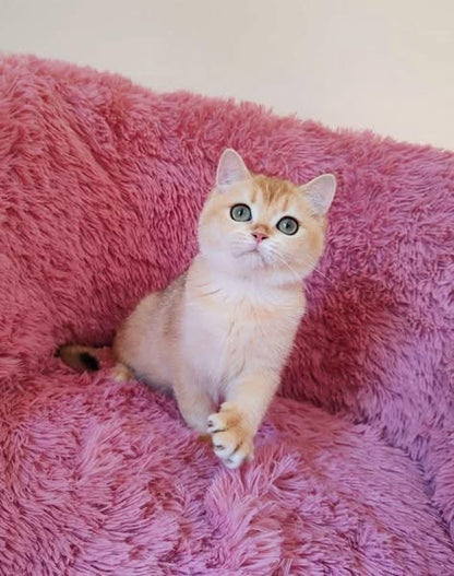 Munchkin