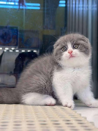 Scottish Fold
