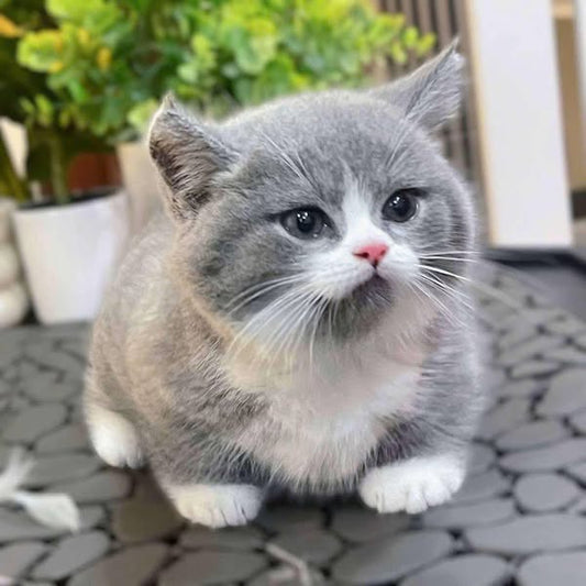 Munchkin