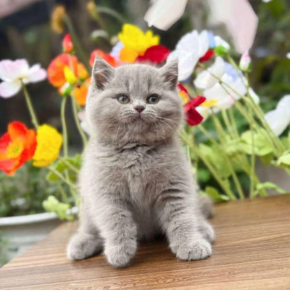 British Shorthair