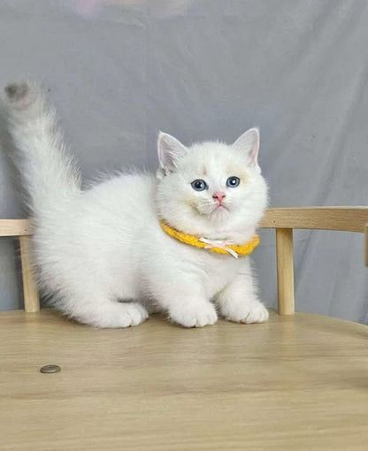 Munchkin