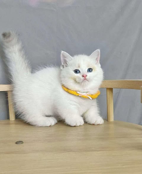 Munchkin