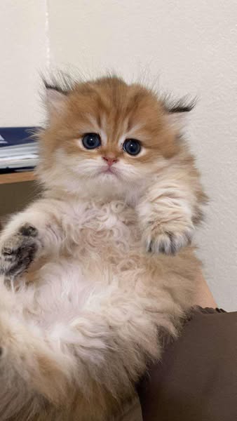 British Longhair