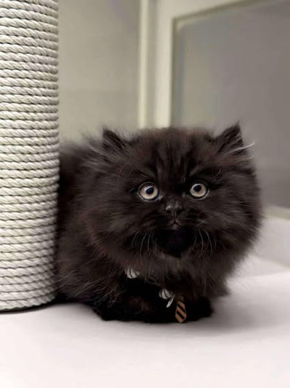 Munchkin Longhair