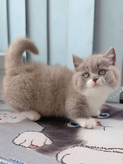 Munchkin