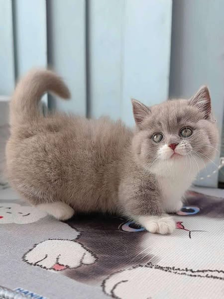 Munchkin