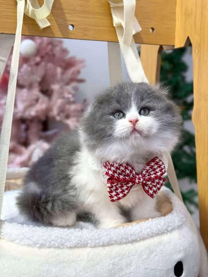 Scottish Fold Longhair