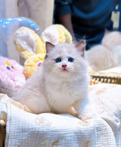 Ragdoll