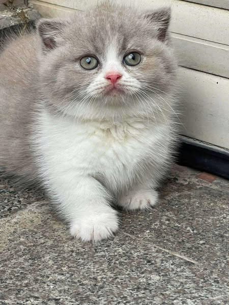 Munchkin Fold