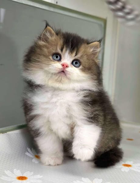 British Longhair