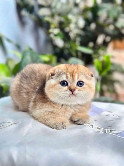 Scottish Fold