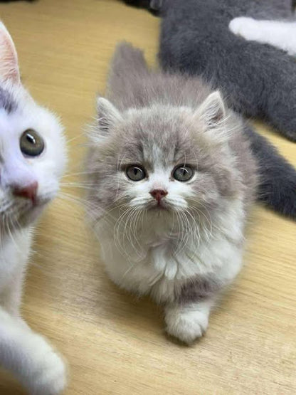 Munchkin Longhair