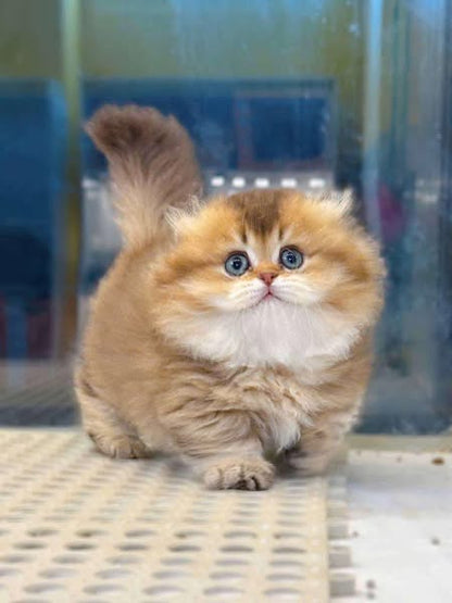 Munchkin Fold Longhair