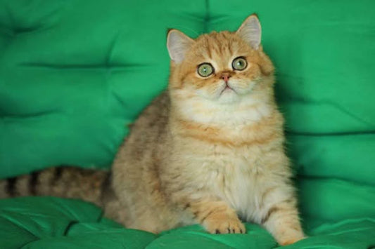 British Shorthair