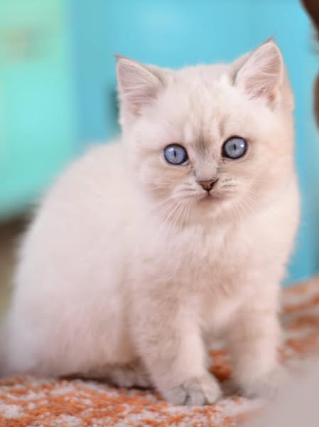 British Shorthair