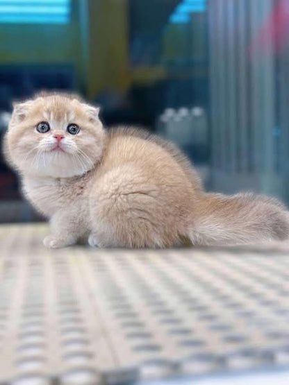 Scottish Fold