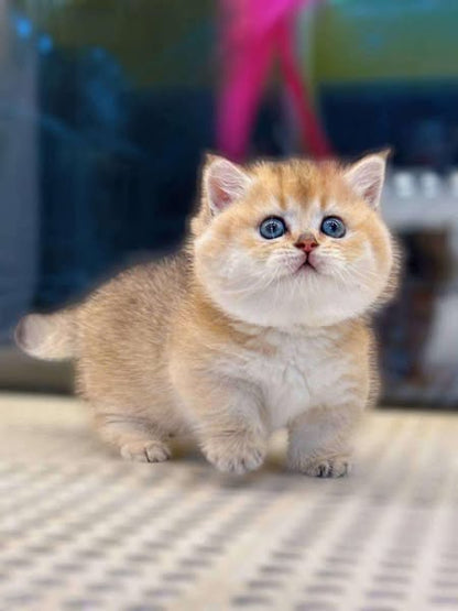 Munchkin