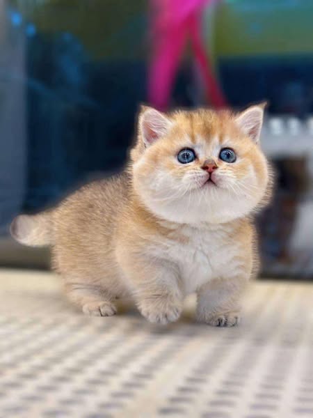 Munchkin