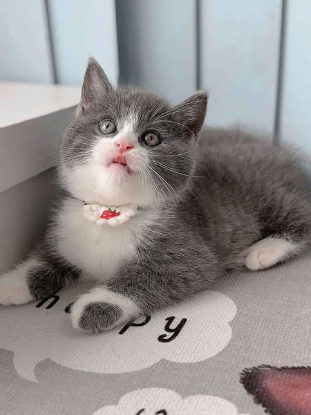 British Shorthair